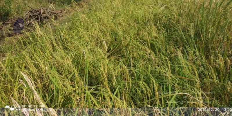 File:20211220 kacharapattu 1.39.20 PM 11.jpg