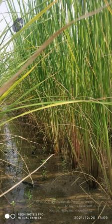 20211220 kacharapattu 1.39.21 PM (1) 11.jpg