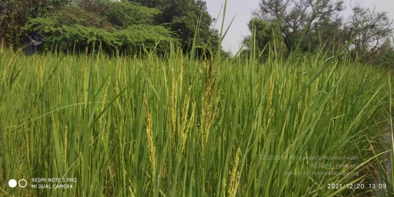 File:20211220 kacharapattu 1.39.21 PM 11.jpg