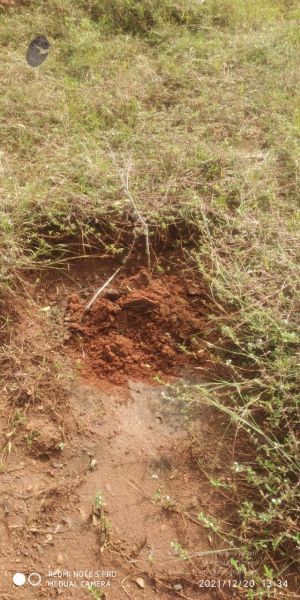 File:20211220 kacharapattu 1.39.22 PM (1) 11.jpg