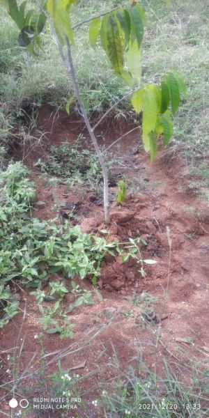 File:20211220 kacharapattu 1.39.23 PM (1) 11.jpg