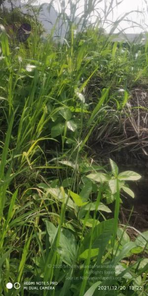 File:20211220 kacharapattu 1.39.24 PM (2) 11.jpg