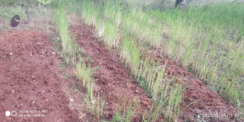 File:20211220 kacharapattu 1.39.25 PM (1) 11.jpg