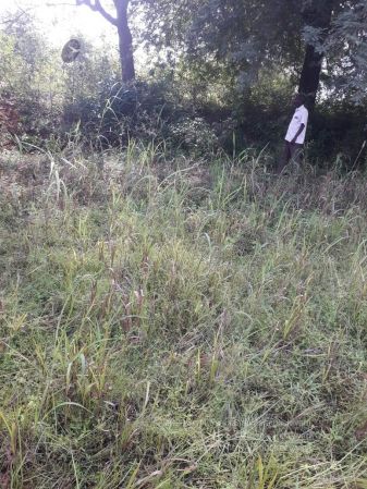 20211226 kacharapattu clearing 10.49.49 AM 11.jpg