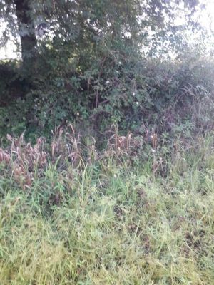 20211226 kacharapattu clearing 10.49.50 AM 11.jpg