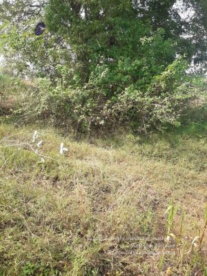 20211226 kacharapattu clearing 2.59.52 PM (1) 11 11.jpg