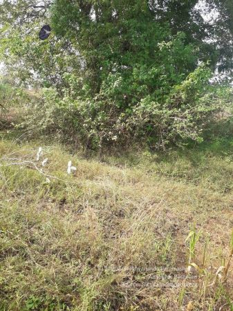 20211226 kacharapattu clearing 2.59.52 PM (1) 11 11.jpg