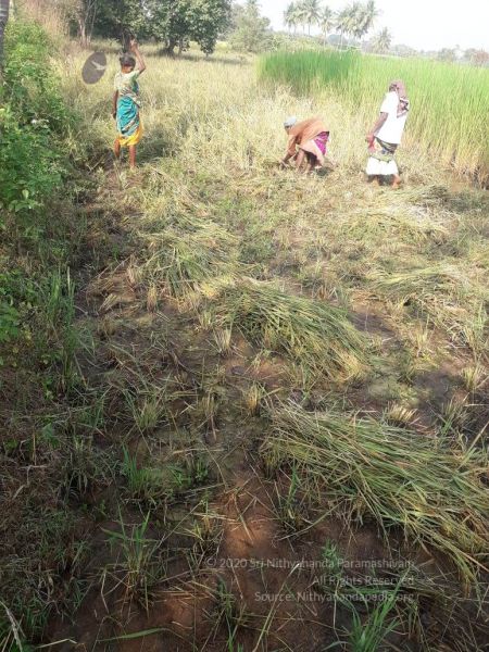File:20211226 kacharapattu harvest.jpg