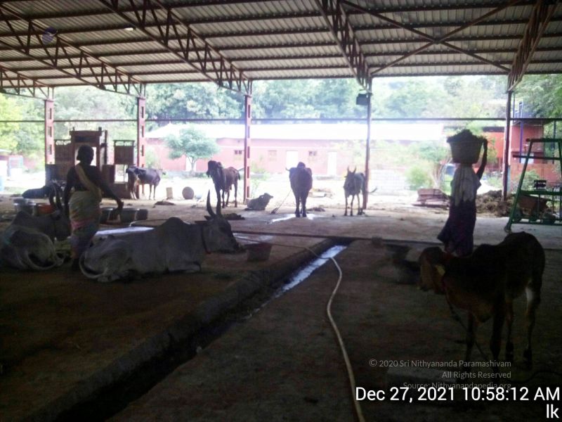 File:20211227 gaumandir 105812 11.jpg