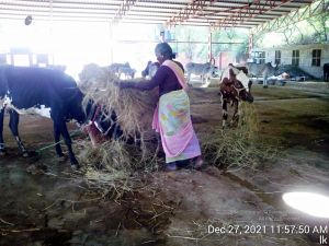 20211227 gaumandir 115750 11.jpg