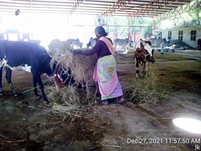 File:20211227 gaumandir 115750 11.jpg