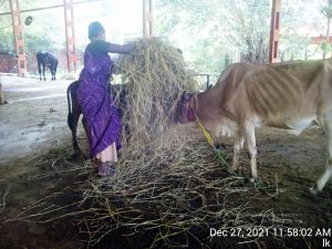 20211227 gaumandir 115802 11.jpg