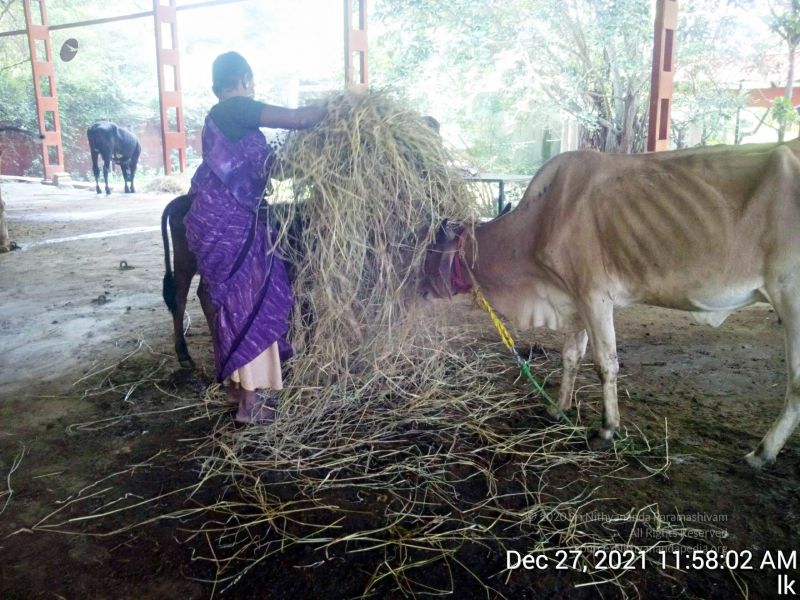 File:20211227 gaumandir 115802 11.jpg