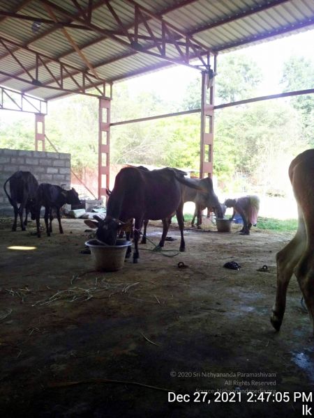 File:20211227 gaumandir 144706 11.jpg