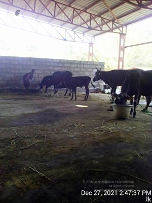 20211227 gaumandir 144737 11.jpg