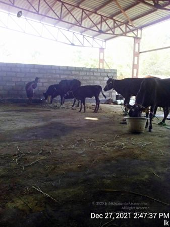 20211227 gaumandir 144737 11.jpg