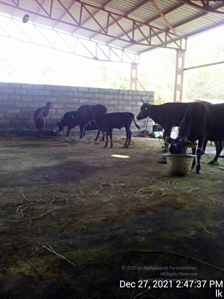 File:20211227 gaumandir 144737 11.jpg