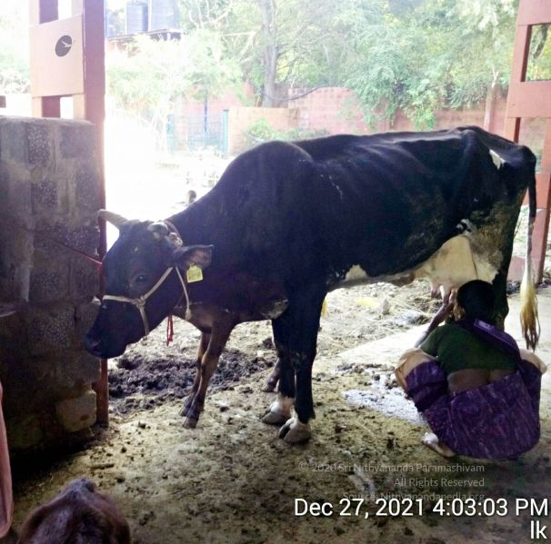 File:20211227 gaumandir 160303 11.jpg