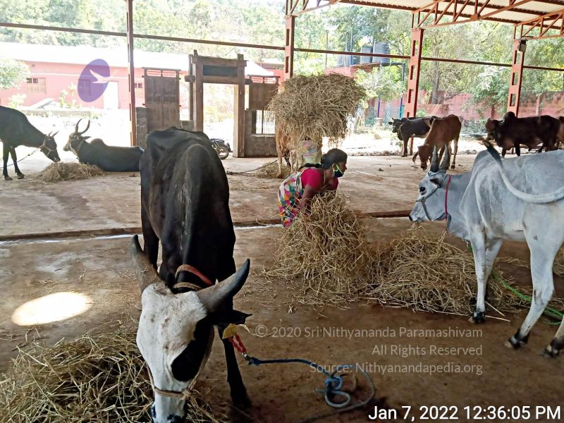 File:2022-01-08 at 3.49.28 PM (2) 11.jpg