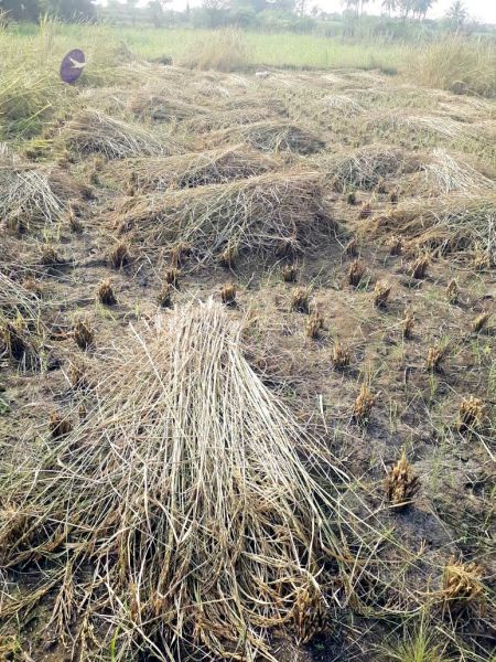 File:2022-01-23 at 4.11.05 PM (1) 11.jpg