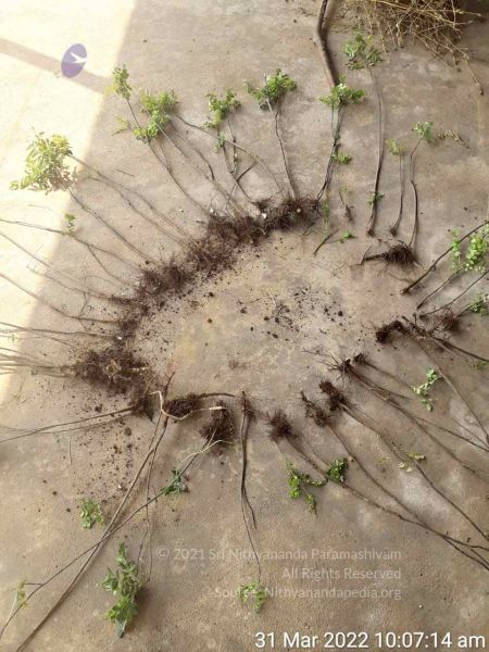 File:2022-03-31 at 10.32.19 PM.jpg