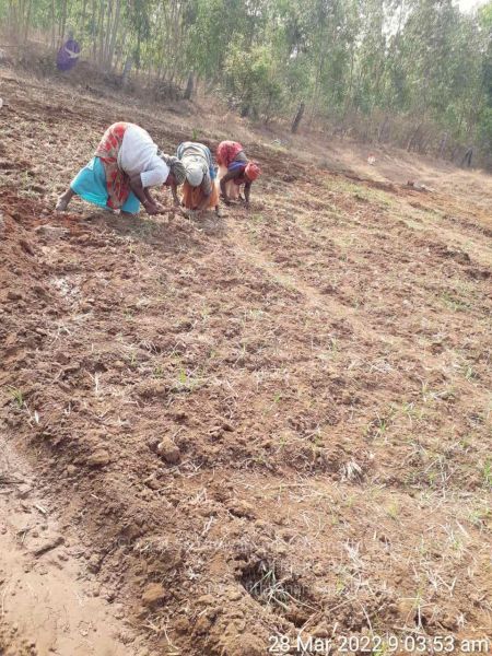 File:20220328 kacharapattu2022-03-29 at 1.49.27 PM.jpg