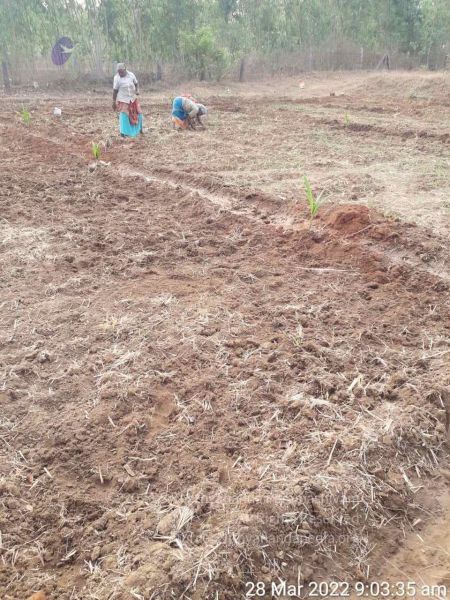 File:20220328 kacharapattu2022-03-29 at 1.49.28 PM (1).jpg