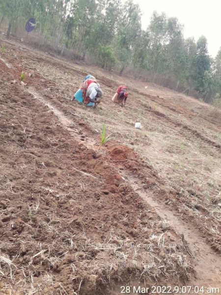 File:20220328 kacharapattu2022-03-29 at 1.49.30 PM (1).jpg