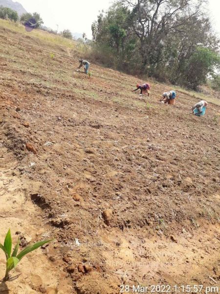 File:20220328 kacharapattu2022-03-29 at 1.49.33 PM.jpg