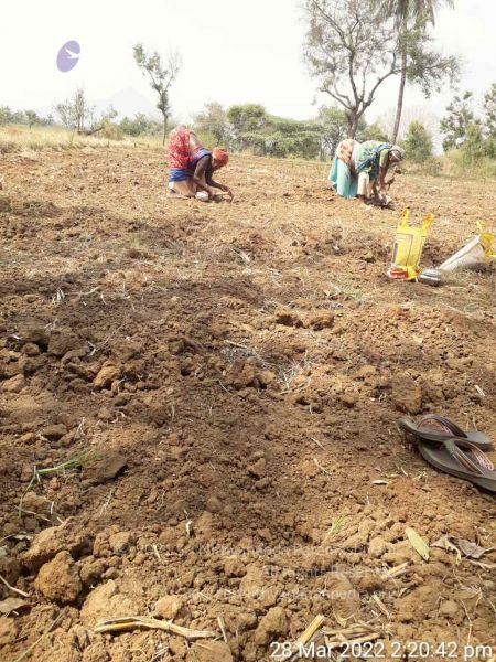 File:20220328 kacharapattu2022-03-29 at 1.49.36 PM (1).jpg