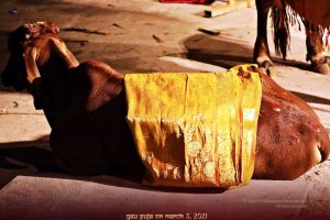 ADIKAILASA-2021-03-03-1kpJE9CSaZ wmN0vA30N77PL74btYMzvb.jpg