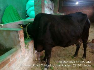 APATH-SANYASI---MALE-2021-03-20-1cKJFIP 5R5eKTkl9QkBT66rxee402QPz.jpg