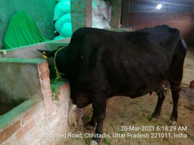 APATH-SANYASI---MALE-2021-03-20-1cKJFIP 5R5eKTkl9QkBT66rxee402QPz.jpg