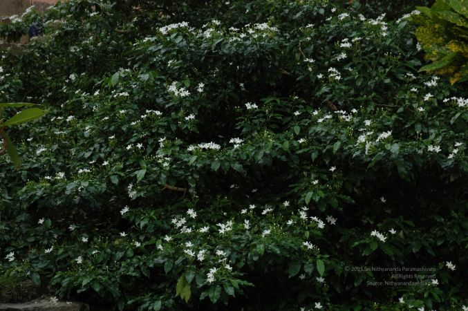 ArunachaleshwaraTemple KrittikaMandapam 11Nov2006 Plants 1 watermarked.jpg