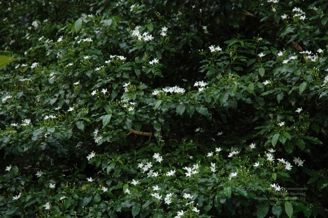 ArunachaleshwaraTemple KrittikaMandapam 11Nov2006 Plants 2 watermarked.jpg