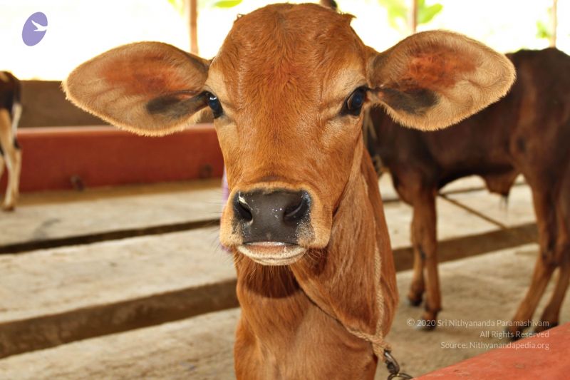 File:Batch 20150428 4331 CMP WM.jpg