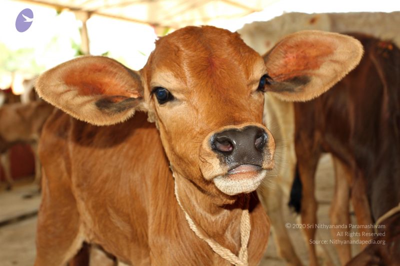 File:Batch 20150428 4368 CMP WM.jpg