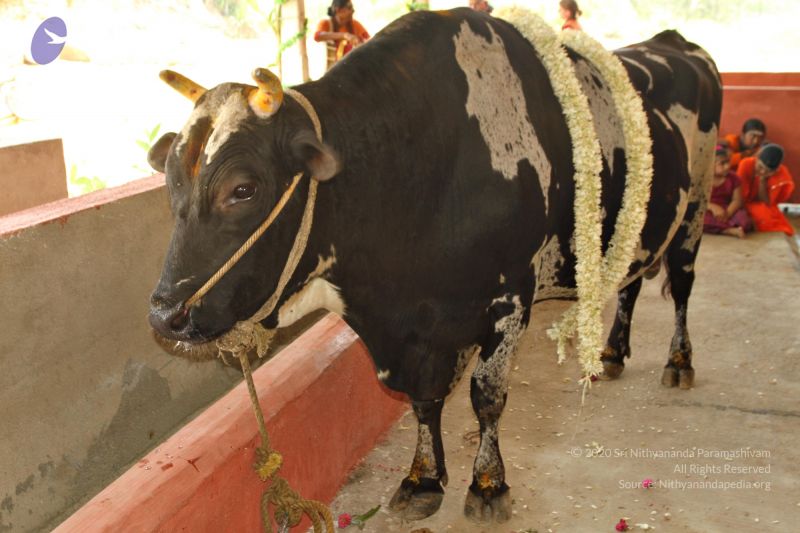 File:Batch 20150428 4374 CMP WM.jpg