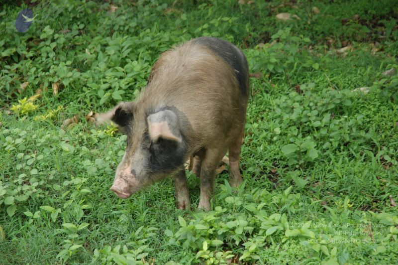 File:DSC 0163 CMP WM.jpg