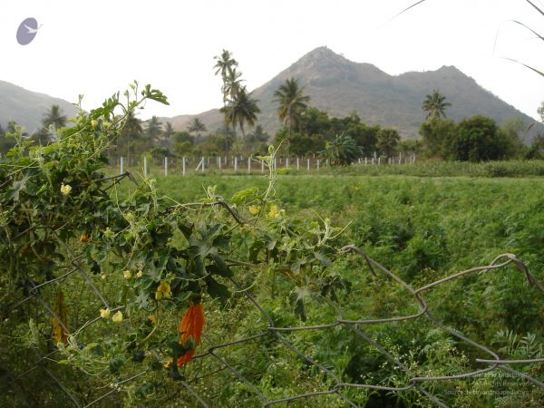 HILL Tiruvannamalai Arunachala 6Apr2007 (31)-30.jpg