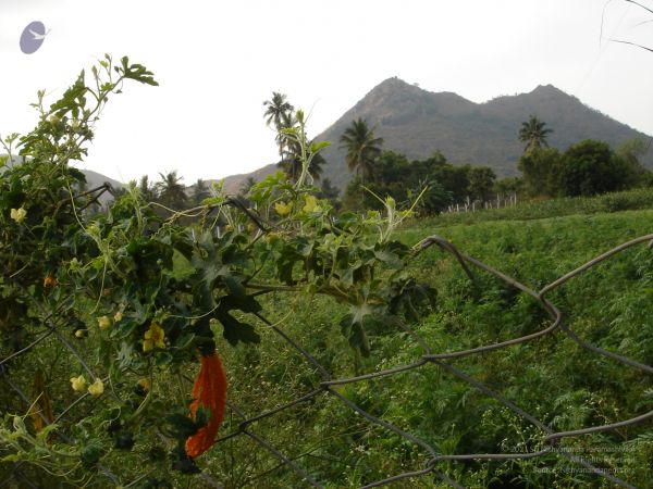 HILL Tiruvannamalai Arunachala 6Apr2007 (32)-31.jpg