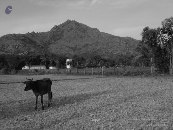 HILL Tiruvannamalai Arunachala 6Apr2007 (78)-68.jpg