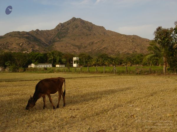 HILL Tiruvannamalai Arunachala 6Apr2007 (81)-71.jpg