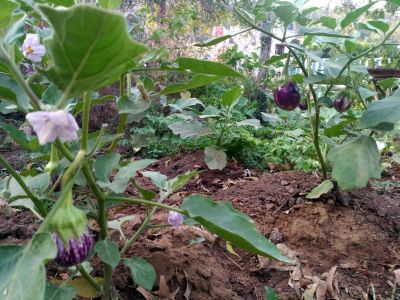 KAILASA-CHENNAI--INDIA-2021-03-20-185wfz B-FHqimsgcnQHlLOiNPcpExbX .jpg