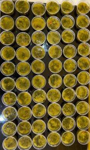 KAILASA-KUALA-LUMPUR--MALAYSIA-2021-07-08-1OZ LKzfDwfSezW5k7SI44zpqnv7mW48F.jpg