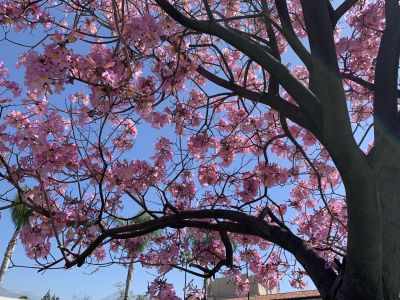 KAILASA-LATIN-AMERICA-2021-04-26-1BJc1t wZAN05MMQebMWZHJZKzKQt97Ew.jpg