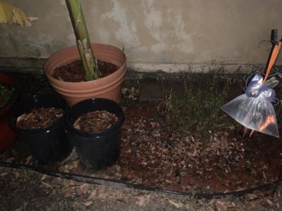 KAILASA-LATIN-AMERICA-2021-05-25-1Gwk A90BnK32cS-30FTgAS4JA3vD3Y4f.jpg