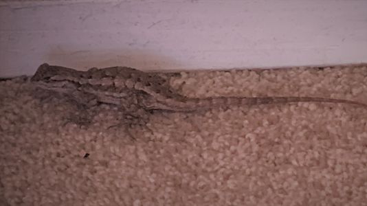 KAILASA-LATIN-AMERICA-2021-05-28-1mAfs6o noP7R7ZuGkey3PFPXUxyd2AuI.jpg