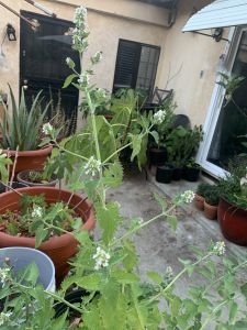 KAILASA-LATIN-AMERICA-2021-06-17-1DK7ij-Eqnuj Ust1-PbtH2HzvJu-Ij q.jpg