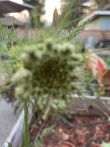 KAILASA-LATIN-AMERICA-2021-06-17-1FR4Uyxhi8 iRXIERhHZTcgnsizpjkrhc.jpg